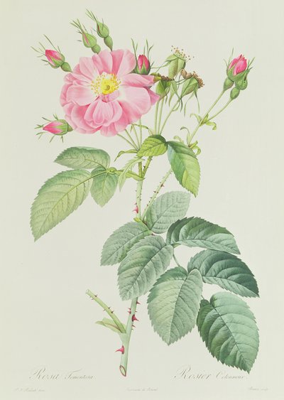 Rosa Gallica Rosea Flore Simplici - Pierre Joseph Redouté